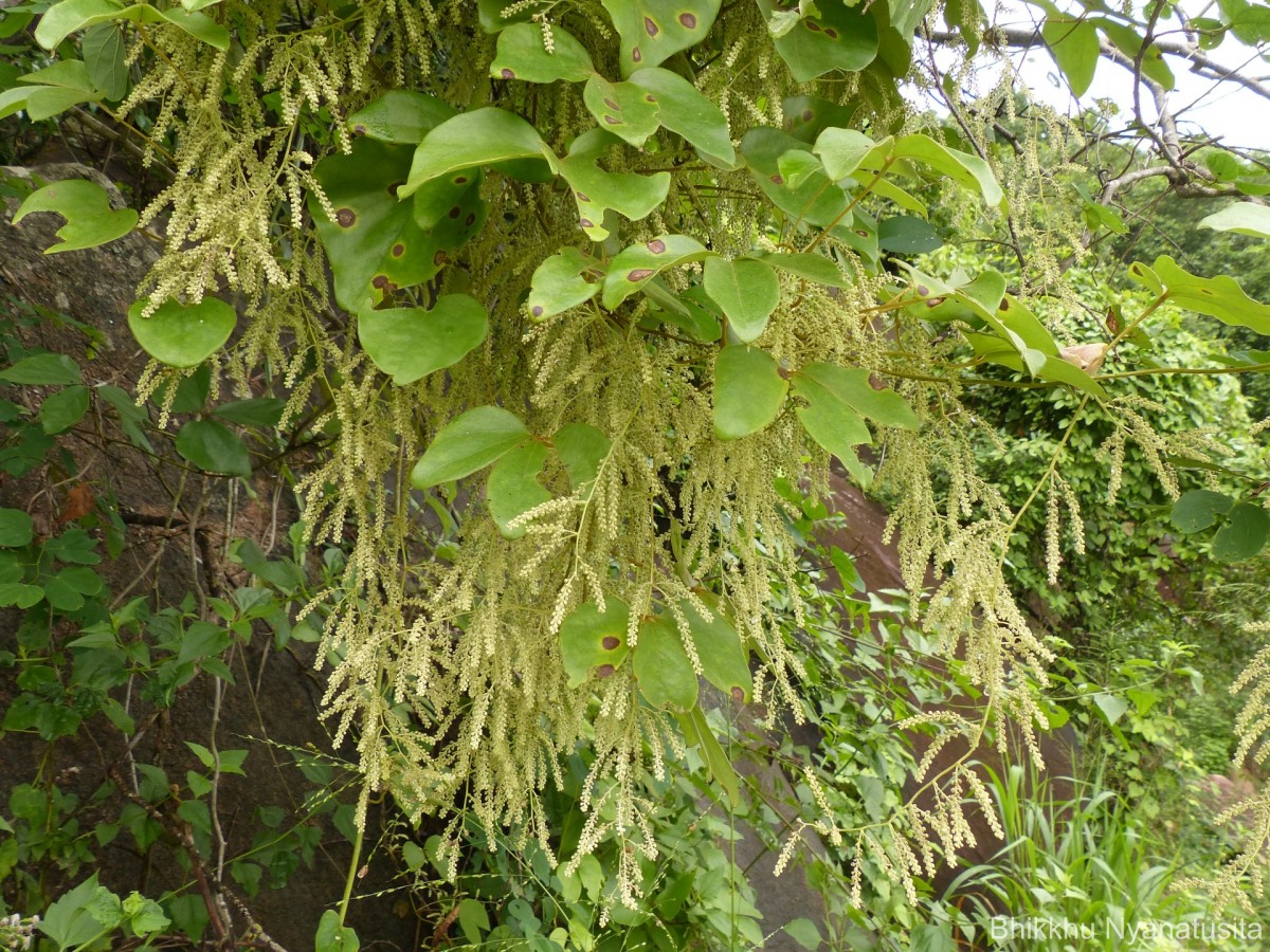 Dioscorea tomentosa J.Koenig ex Spreng.